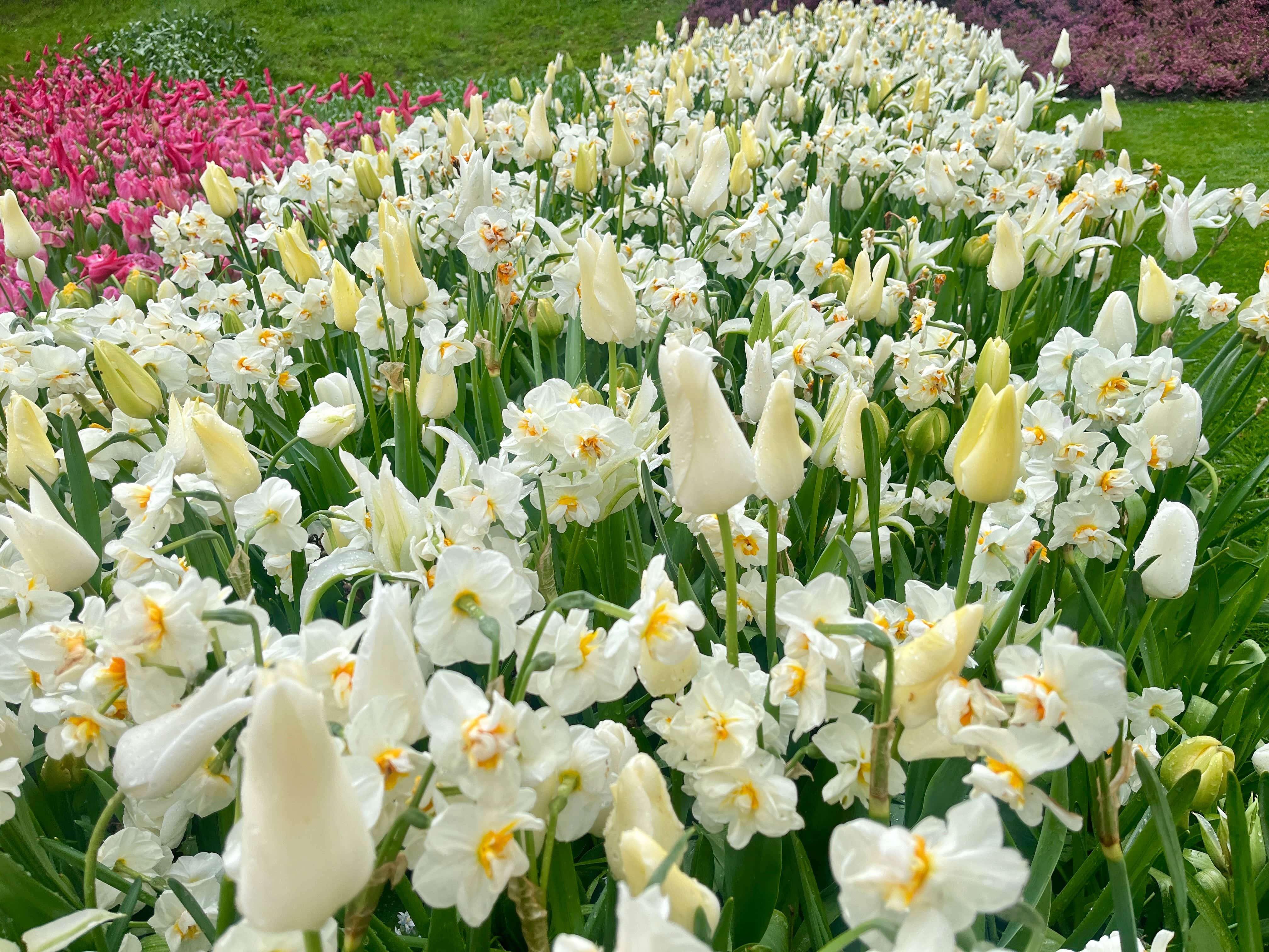 Ivory' - lökblandning